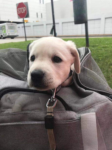 Mesh Portable Airline Approved Tote Pet Carrier Bag